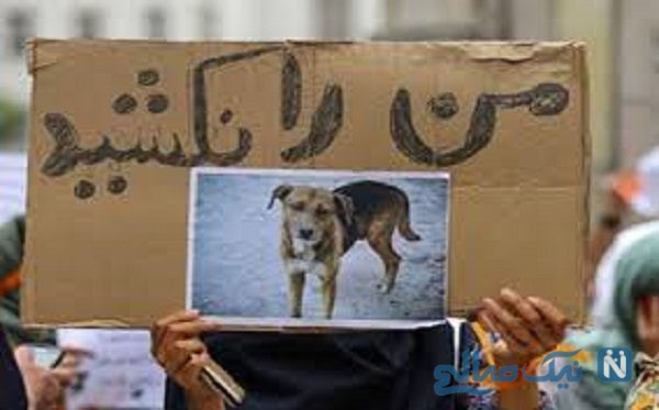 سگ‌کشی با اخذ عوارض از شهروندان تهرانی