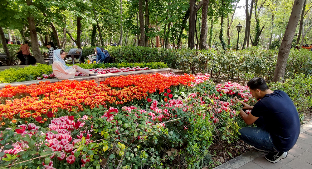 گزارش تصویری از بوستان گل لاله‌های بهاری محمدعلی مختاری (باغ ایرانی)- عکاس: مجید قاضی پور
