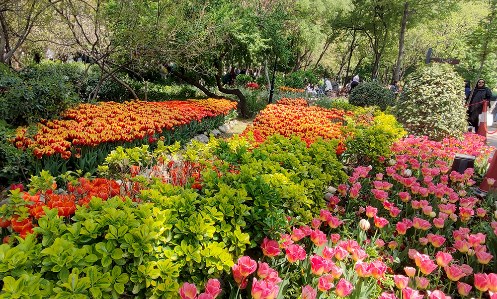 گزارش تصویری از بوستان گل لاله‌های بهاری محمدعلی مختاری (باغ ایرانی)- عکاس: مجید قاضی پور