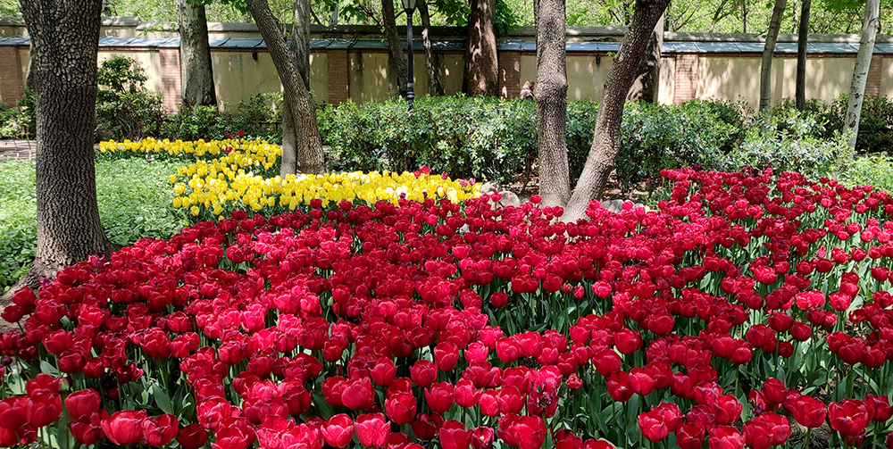 گزارش تصویری از بوستان گل لاله‌های بهاری محمدعلی مختاری (باغ ایرانی)- عکاس: مجید قاضی پور