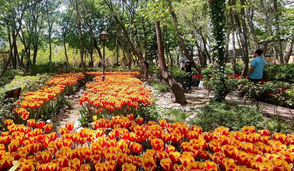 گزارش تصویری از بوستان گل لاله‌های بهاری محمدعلی مختاری (باغ ایرانی)- عکاس: مجید قاضی پور