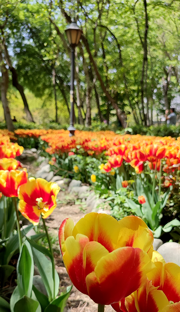 گزارش تصویری از بوستان گل لاله‌های بهاری محمدعلی مختاری (باغ ایرانی)- عکاس: مجید قاضی پور