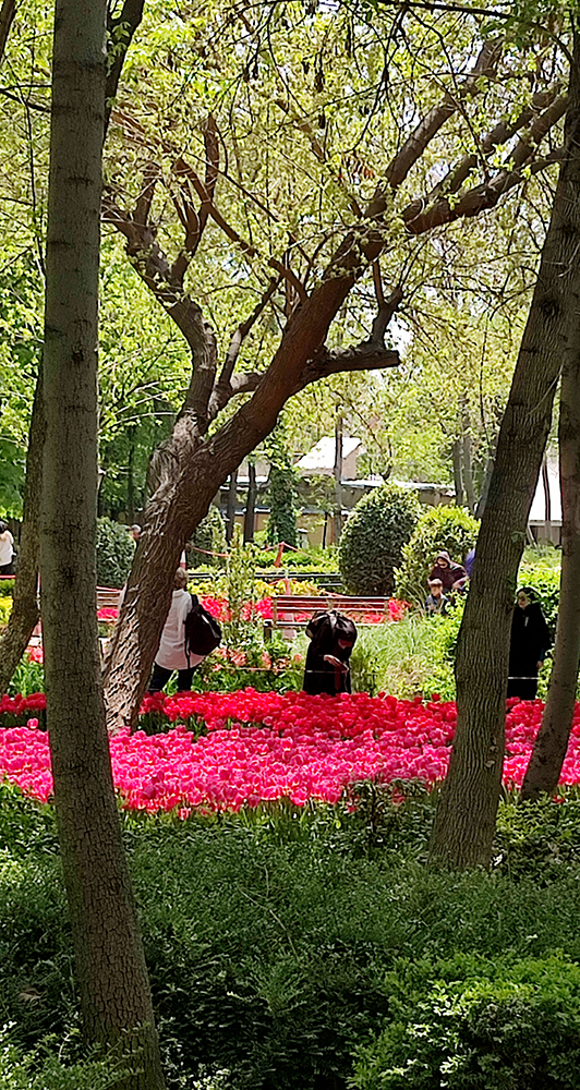 گزارش تصویری از بوستان گل لاله‌های بهاری محمدعلی مختاری (باغ ایرانی)- عکاس: مجید قاضی پور